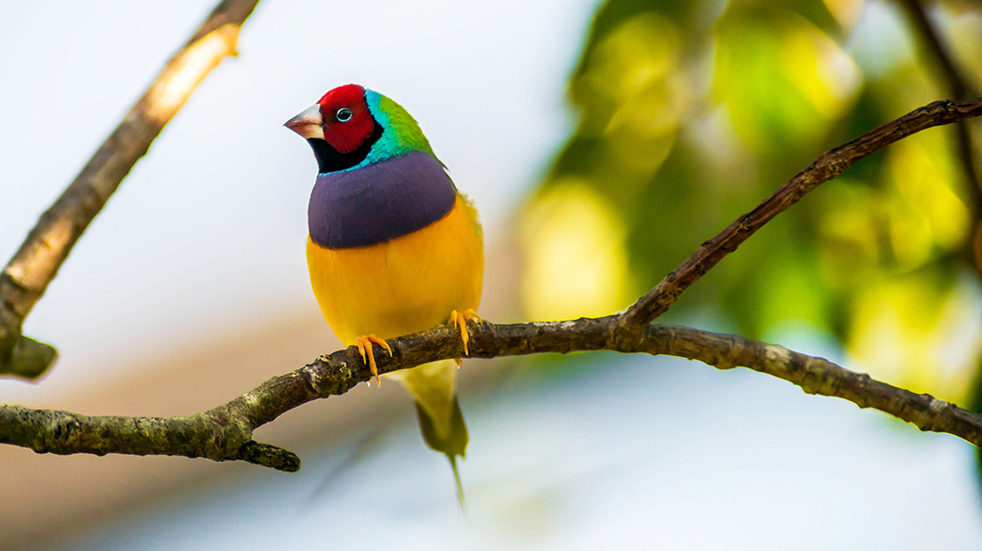 Best of Australia's Northern Territory: Gouldian Finch
